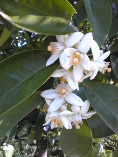 みかんの花拡大 みかんの花拡大